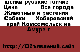 щенки русские гончие › Цена ­ 4 000 - Все города Животные и растения » Собаки   . Хабаровский край,Комсомольск-на-Амуре г.